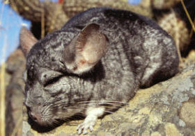 Long-tailed chinchilla
Chinchilla à longue queue
IUCN:[VU A1cd]
(capt)