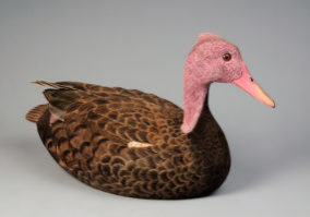 pink-headed-duck