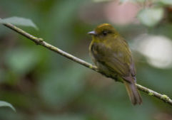 An olive and yellowish bird sitting on a branch.