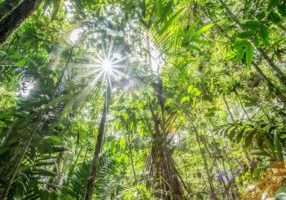 Rainforest of Cocobolo Nature Reserve, Panama (Photo by Robin Moore, Global Wildlife Conservation)