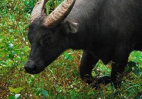 Tamaraw