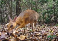 Rediscovered Silver-backed Chevrotain