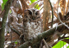 Rajah Scops Owl sitting on a branch.